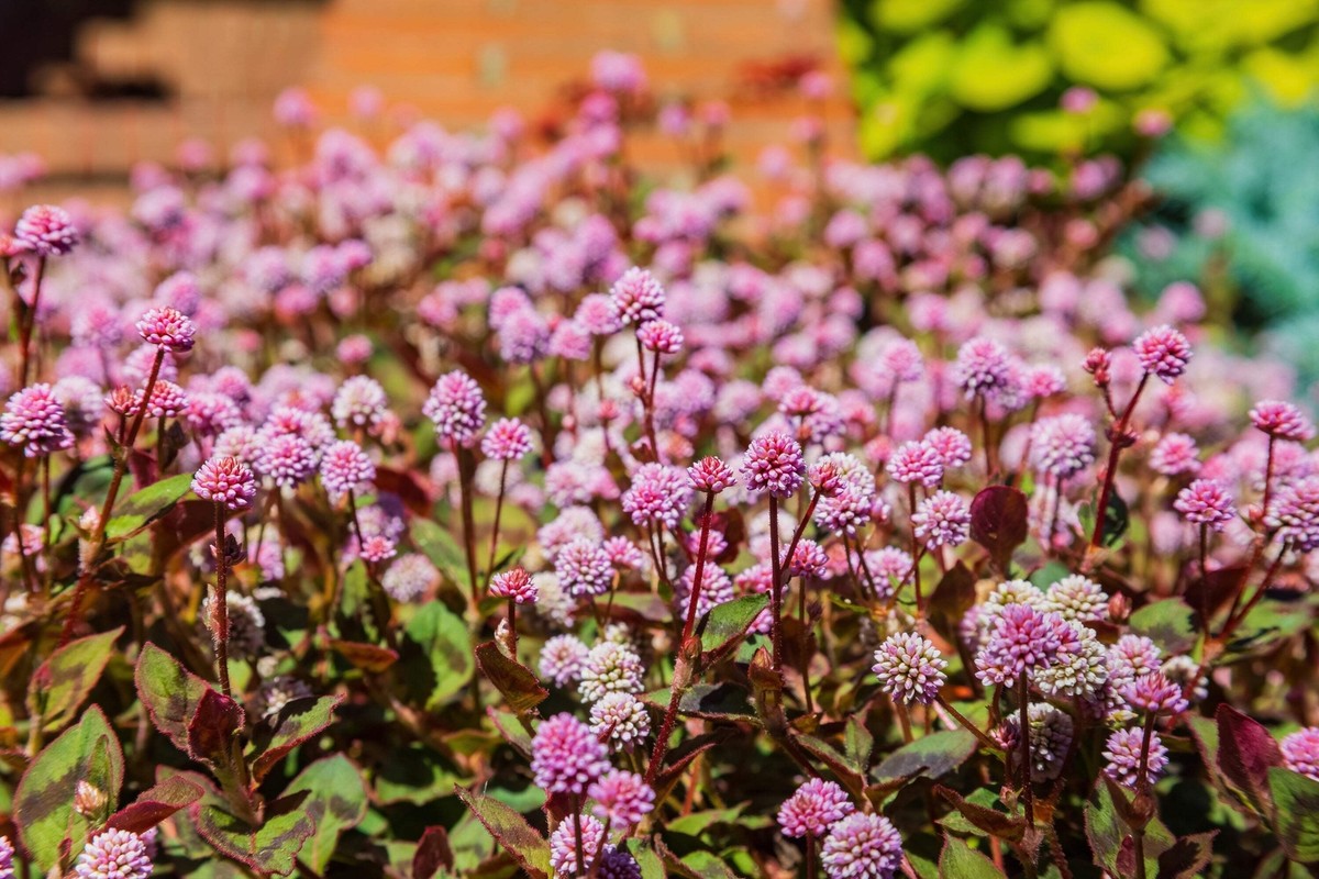 Knotweed Polygonum Capitatum – Pink Punching Balls Garden Seeds