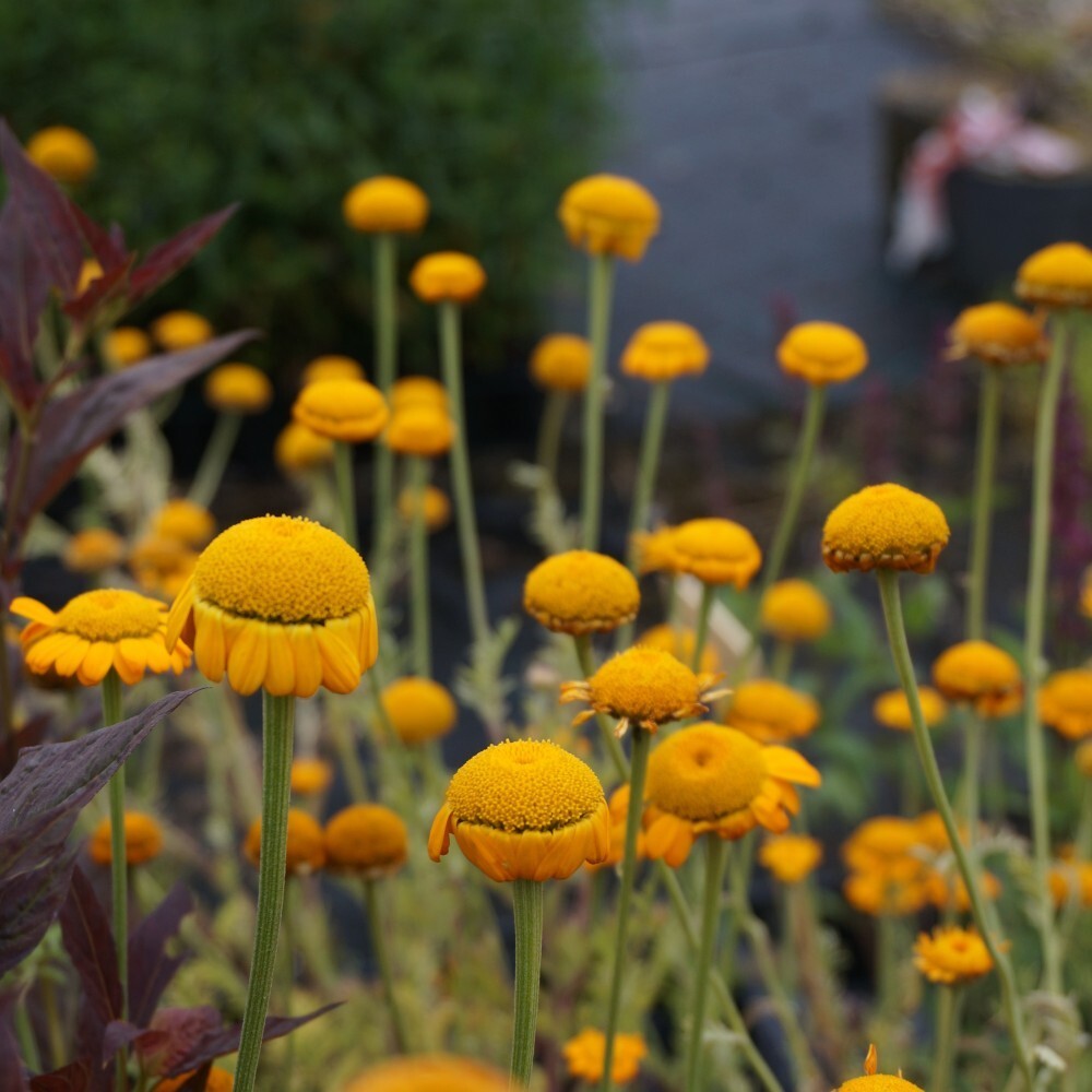 Saint John’s Chamomile plant seeds for home gardens and botanical collections.
