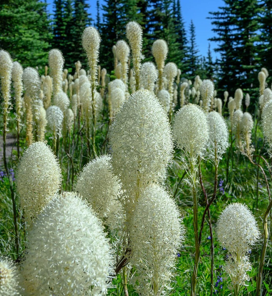 Bear Grass,Xerophyllum tenax seeds
