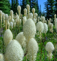 Bear Grass,Xerophyllum tenax seeds