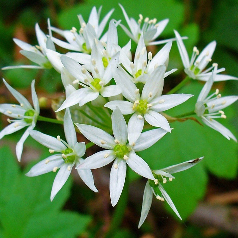 Organic Wild Garlic (Allium ursinum) growing in a shaded culinary herb garden with broad fresh green leaves and delicate clusters of white star-shaped flowers emerging from established perennial bulbs.
