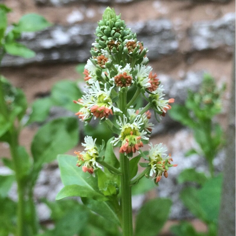 Sweet Mignonette Reseda Odorata – Fragrant Garden Flower Seeds