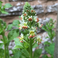 Sweet Mignonette Reseda Odorata – Fragrant Garden Flower Seeds
