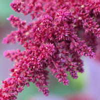 Hopi Red Dye Amaranth seeds for growing distinctive ornamental amaranth plants.
