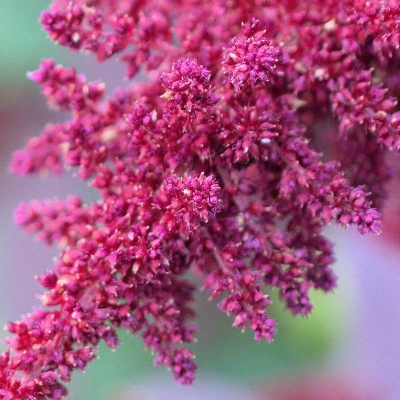 Hopi Red Dye Amaranth seeds for growing distinctive ornamental amaranth plants.