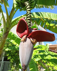 Musa Flaviflora Wild Northeastern Indian Banana Fruit – Fruit Seeds