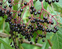Aralia Spinosa – Berry Producing Walking Stick Tree Seeds
