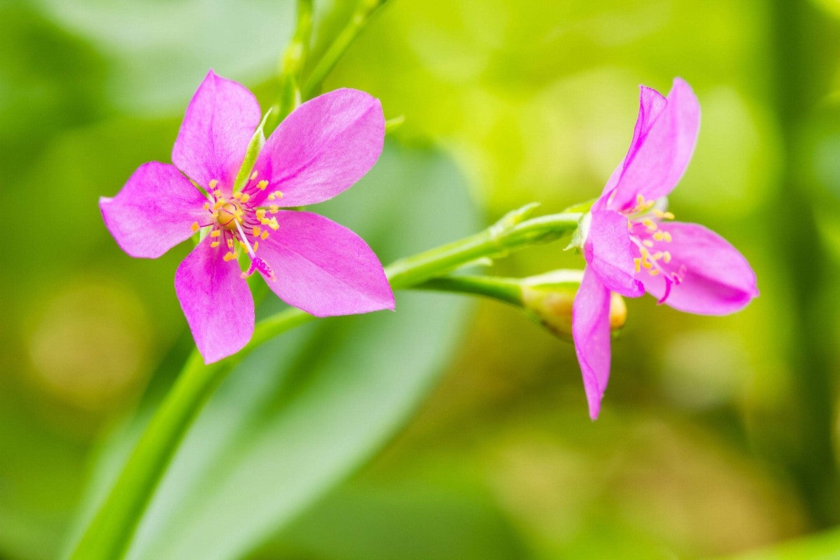 Fame Flower Organic Seeds ,Talinum paniculatum  for Natural Landscape Gardens