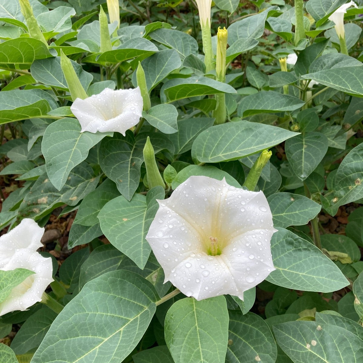 Datura Moonflower ornamental flowering plant for moon gardens and landscape beds