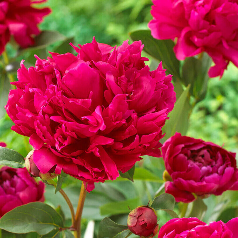 Peony ‘Karl Rosenfield’ Flower Seeds – Heirloom, Non-GMO, Perennial Variety