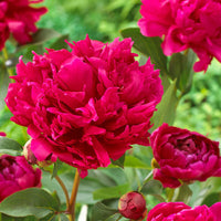 Peony ‘Karl Rosenfield’ Flower Seeds – Heirloom, Non-GMO, Perennial Variety
