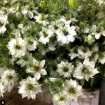 Nigella damascena Love-in-the-Mist flower seeds for cottage gardens
