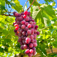 Red Globe Grape (Vitis vinifera) Seeds for Planting – Heirloom, Non-GMO, Easy to Grow, Large Red Fruit Variety