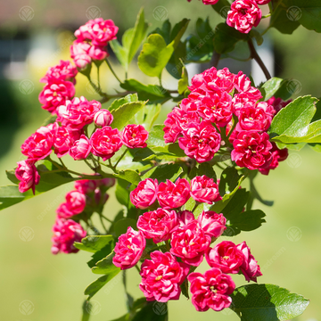 English Hawthorn Crataegus laevigata ornamental tree with clusters of white spring flowers, green lobed leaves, and red autumn fruits