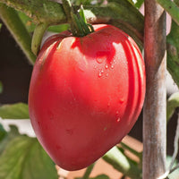 Anna Russian Tomato – Heirloom Vegetable Garden Seeds
