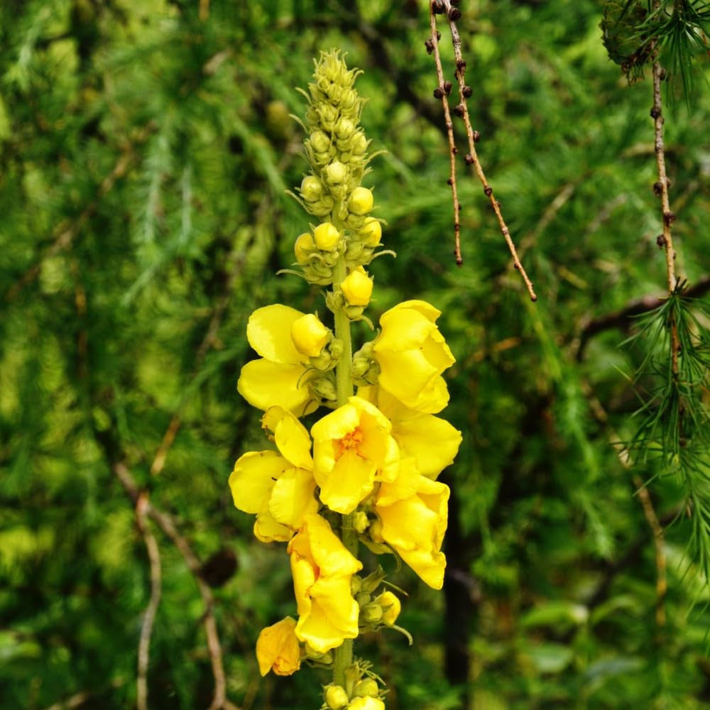 Verbascum olympicum Greek Mullein ornamental flowering plant in a garden landscape