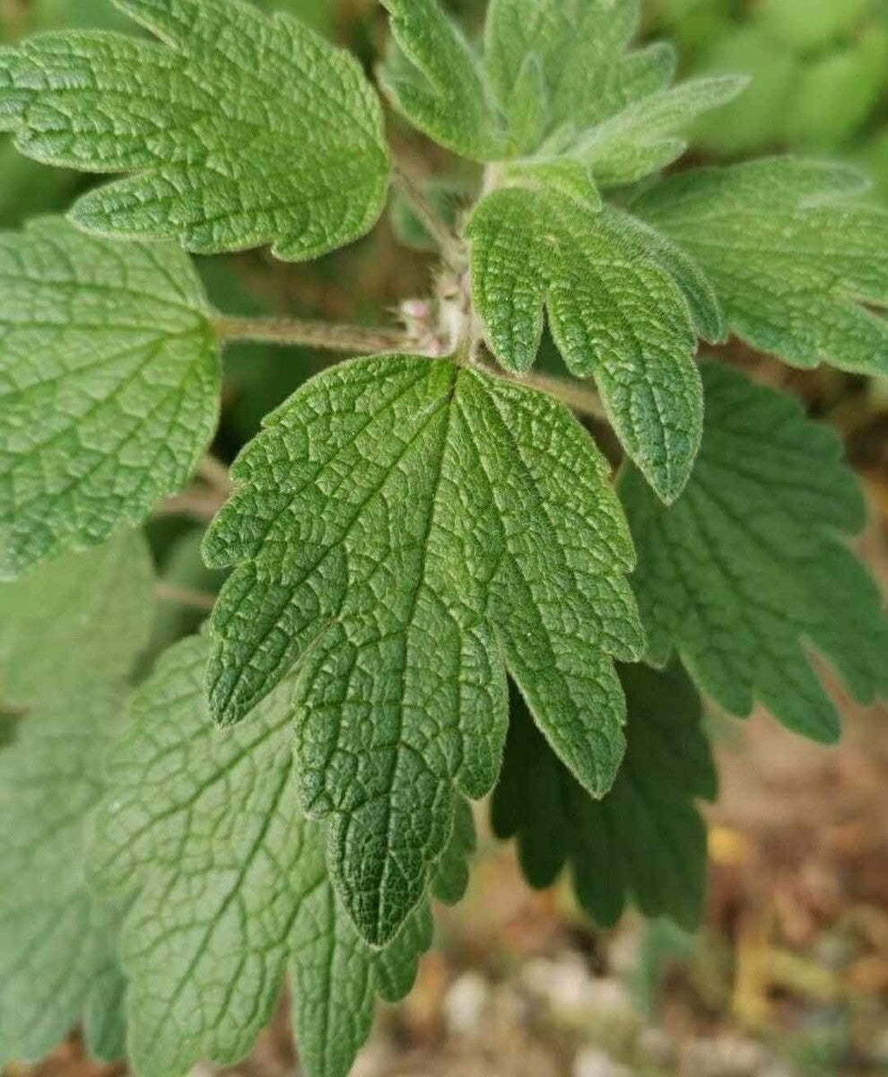 Official Motherwort herbaceous perennial with upright stems and clustered flowers