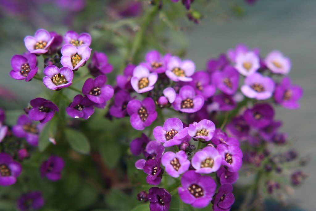 Alyssum Purple Royal Carpet Lobularia Maritima – Perennial Groundcover Flower Seeds