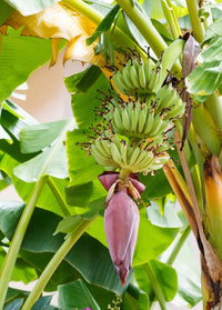 Juicy Dwarf Banana Fruit Tree Mini Bonsai Garden Seeds bag - Fruit Seeds