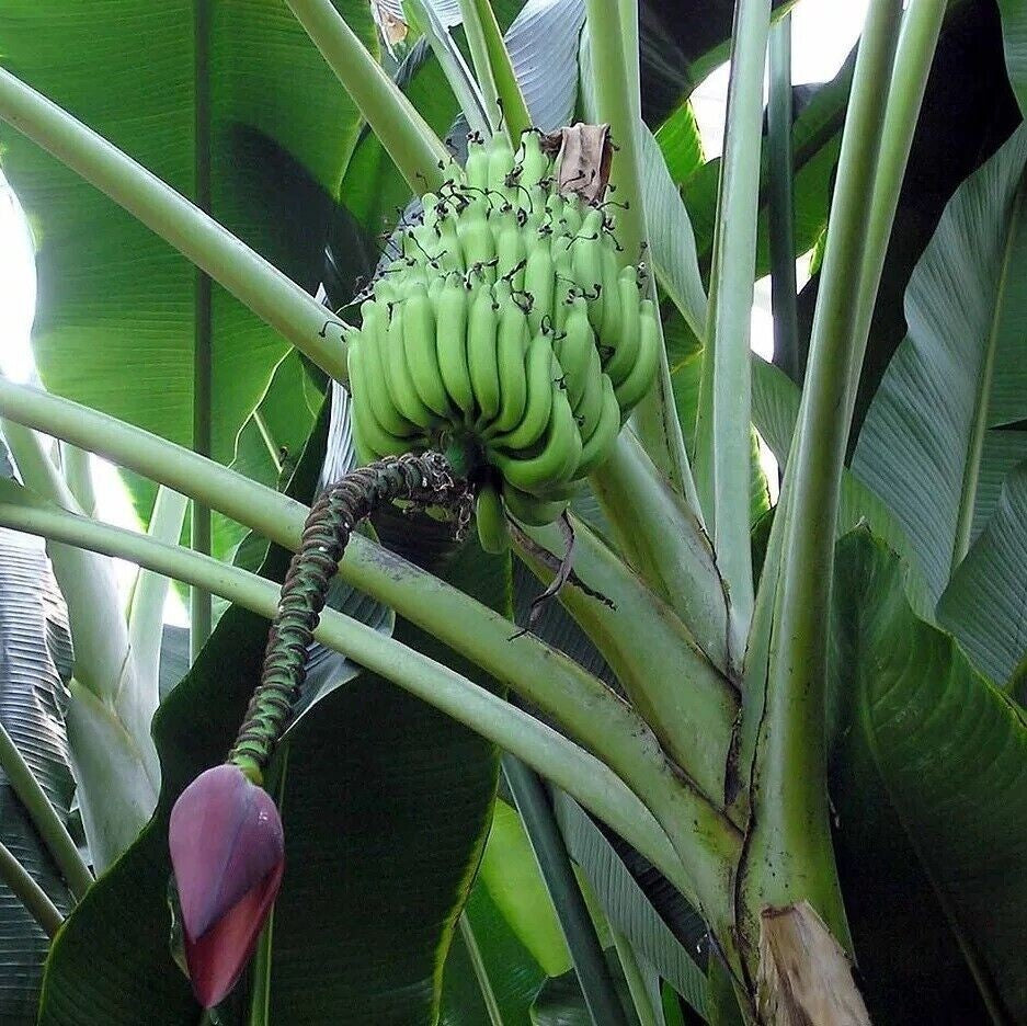 Musa Nagensium – Ornamental Banana Tree Seeds
