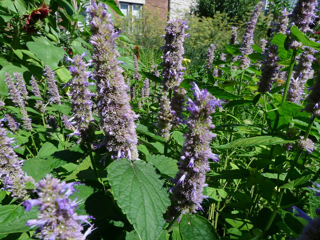 Agastache Giant Hyssop Lavender Blue Agastache Mexicana – Fragrant Garden Herb Seeds