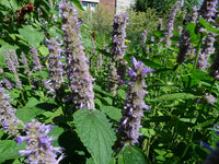 Agastache Giant Hyssop Lavender Blue Agastache Mexicana – Fragrant Garden Herb Seeds
