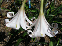 Crinum Lily African Queen Medium-size Bulb - New - Flower Seeds