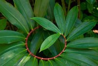 Spiral Ginger Costus Speciosus – Hardy Garden Flower Seeds
