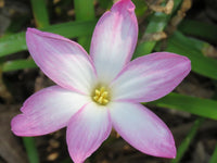 Rain Lily Zephyranthes Labufarosea Seasonal Flower Bulbs