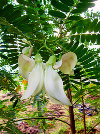 Sesbania Grandiflora White Hummingbird Tree Seeds