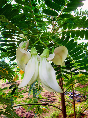 Sesbania Grandiflora White Hummingbird Tree Seeds
