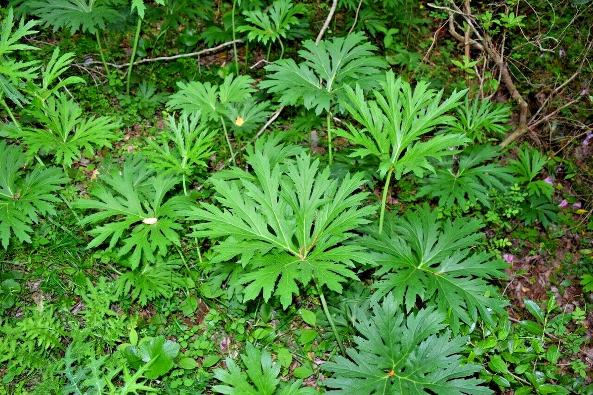Chinese Dragon Ligularia Japonica – Perennial Flower Seeds