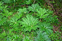 Chinese Dragon Ligularia Japonica – Perennial Flower Seeds