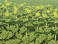 Sunfill Green Double Sunflower Helianthus Annuus – Large Bloom Flower Seeds