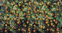 Acmella oleracea Seeds for Planting – Garden Plant Seeds | Premium Quality