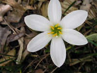 Rain Lily Zephyranthes Candida Wide Petals Habranthus - Flower Seeds