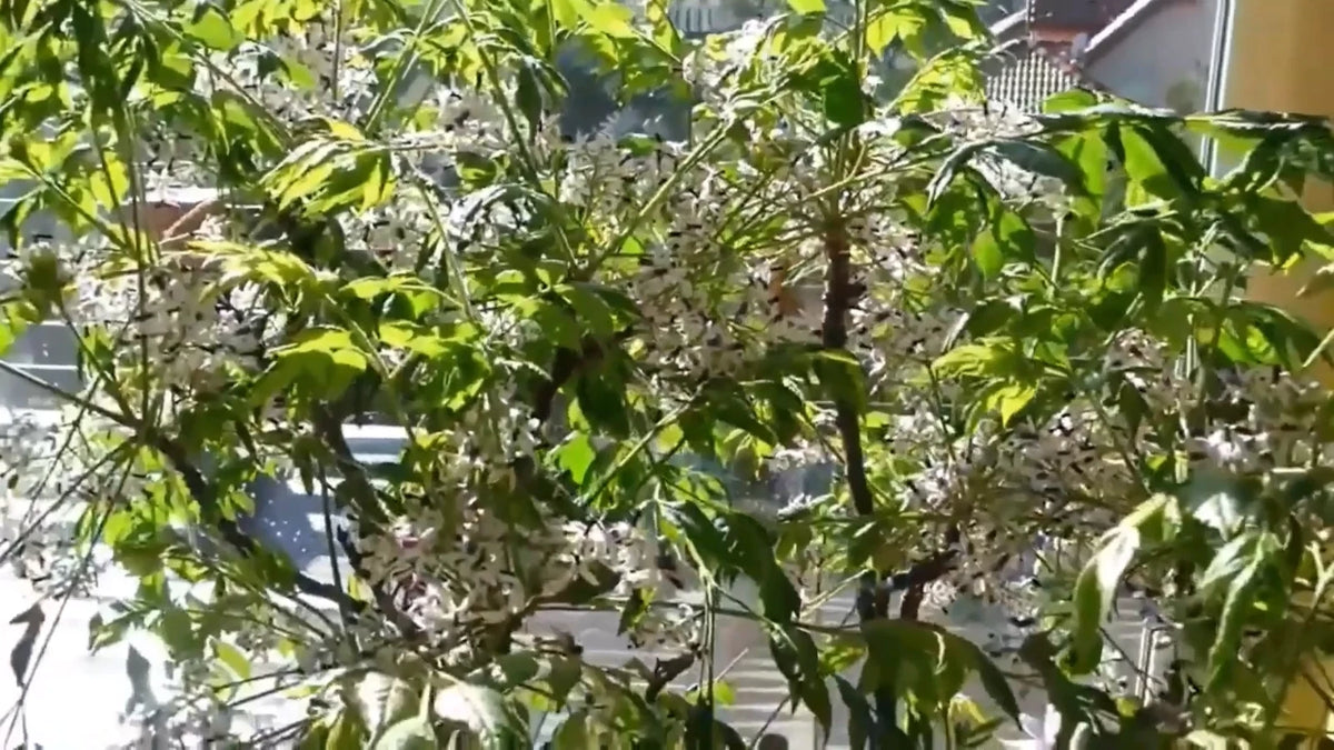 Melia Azedarach – Fragrant Persian Lilac Shade Tree Seeds