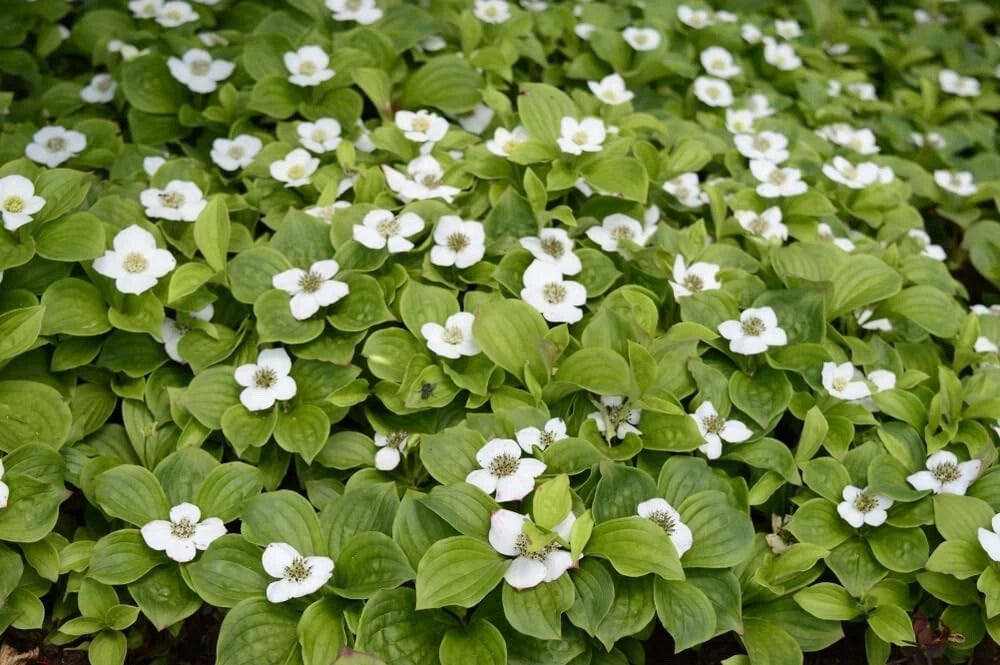 Bunchberry Bush – Fruit Tree Seeds