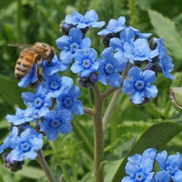 Chinese Forget Me Not Colorful Wildflower Garden Seeds