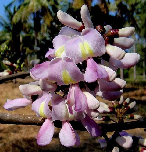 Gliricidia Sepium – Nitrogen Fixing Flowering Tree Seeds