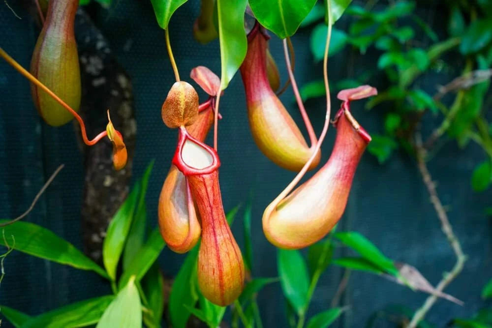Lowland Nepenthes Seeds For Planting Pitcher Plant