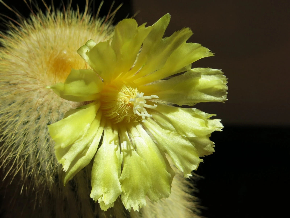 Parodia Leninghausii – Yellow Tower Cactus Seeds
