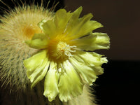 Parodia Leninghausii – Yellow Tower Cactus Seeds