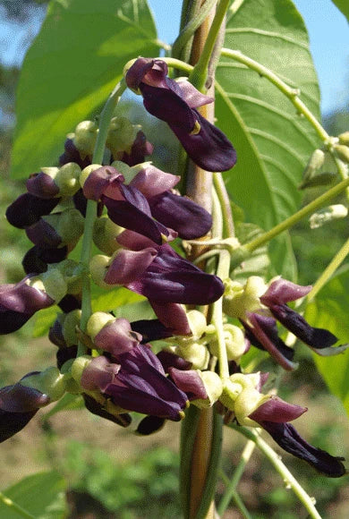 Mucuna Pruriens Vine Seeds Velvet Bean Molted Strain No Itch L Dopa Vegetable Seeds for Home and Garden