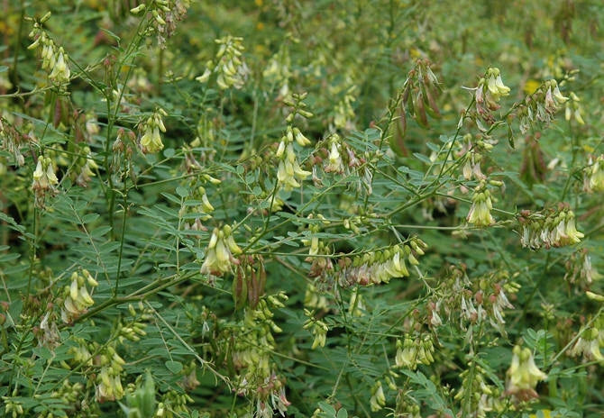 Astragalus Membranaceus – Milk Vetch Herb Seeds