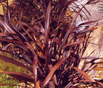 New Zealand Flax Phormium Tenax Purpureum Ornamental Plant Seeds