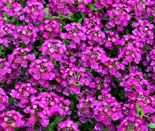 Alyssum Purple Royal Carpet Lobularia Maritima – Fragrant Garden Flower Seeds