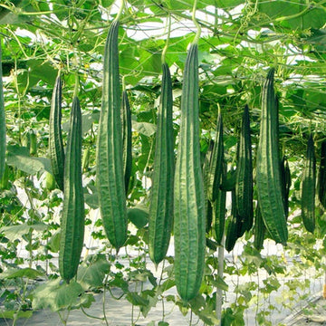 Smooth or Ridged gourdsAngled LuffaChinese OkraSponge gourdsLuffa Seeds - Flower Seeds