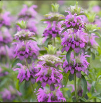 Lemon Mint Monarda Citriodora Fragrant Herb Flower Seeds
