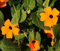 Black Eyed Susan Vine Thunbergia Alata Climbing Flower Seeds